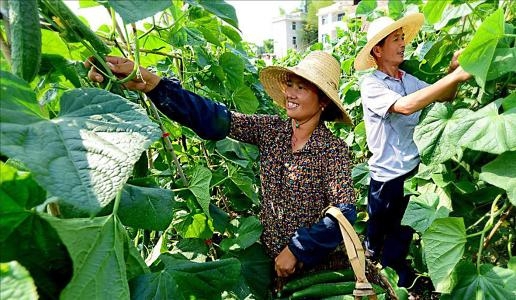 黄瓜开花到采摘要多久（黄瓜种植也有讲究）