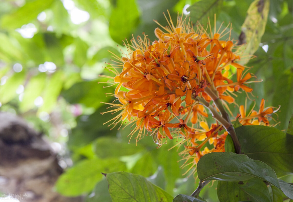 无忧花的花语是什么(无忧花开愿你忘忧)