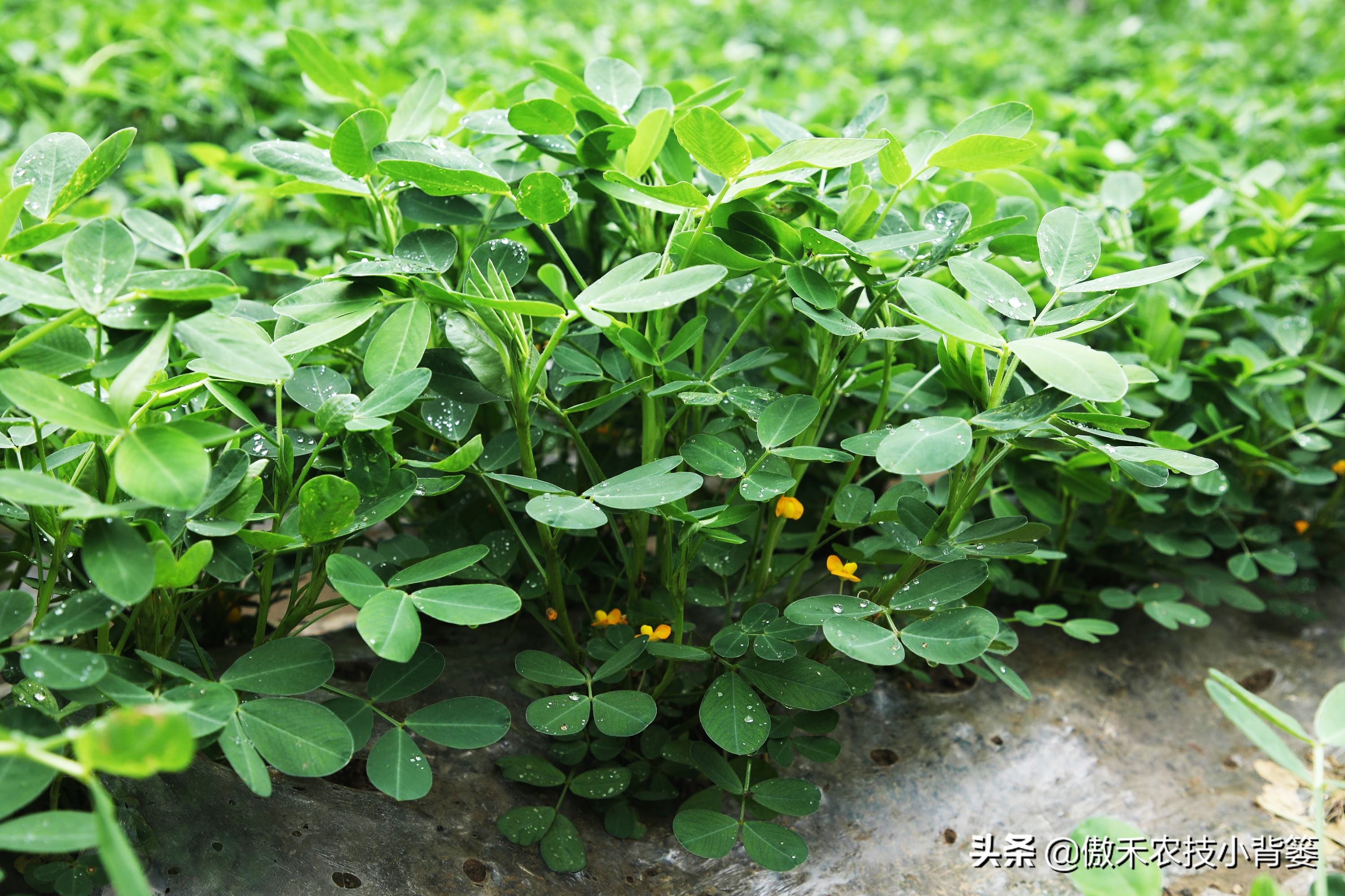 花生盛花期能不能浇水（花生种植巧浇水技巧）