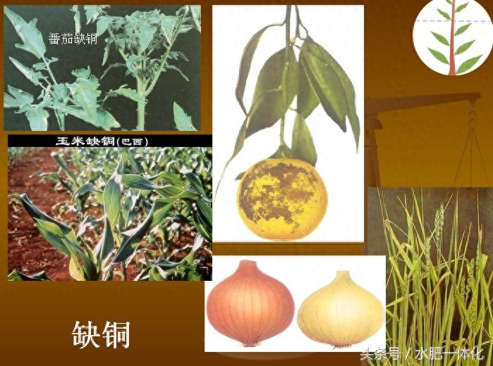 7种植物必需元素口诀（作物生长必需营养元素）"