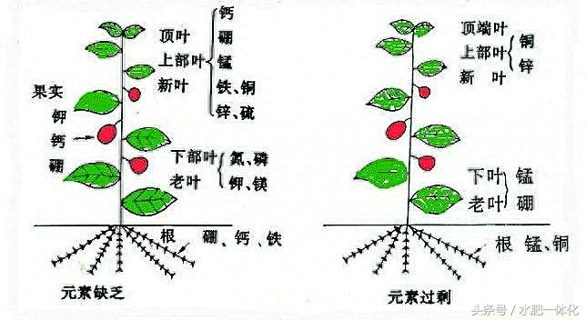 7种植物必需元素口诀（作物生长必需营养元素）"