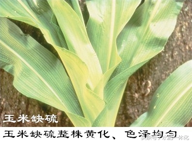 7种植物必需元素口诀（作物生长必需营养元素）"