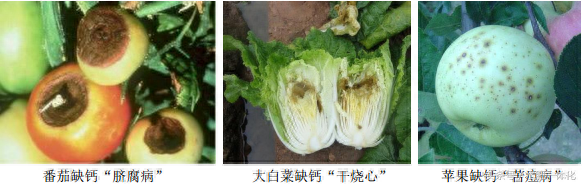 7种植物必需元素口诀（作物生长必需营养元素）"