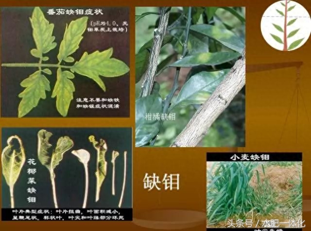 7种植物必需元素口诀（作物生长必需营养元素）"