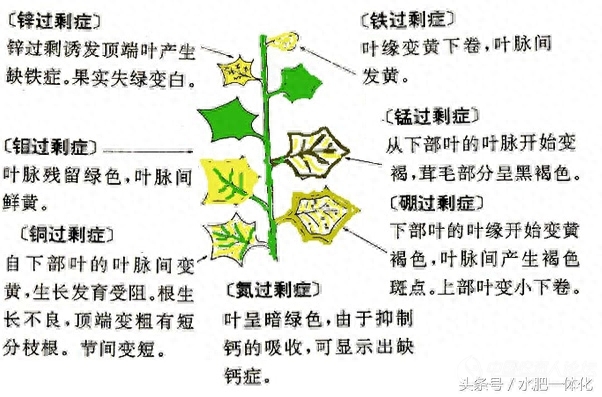 7种植物必需元素口诀（作物生长必需营养元素）"