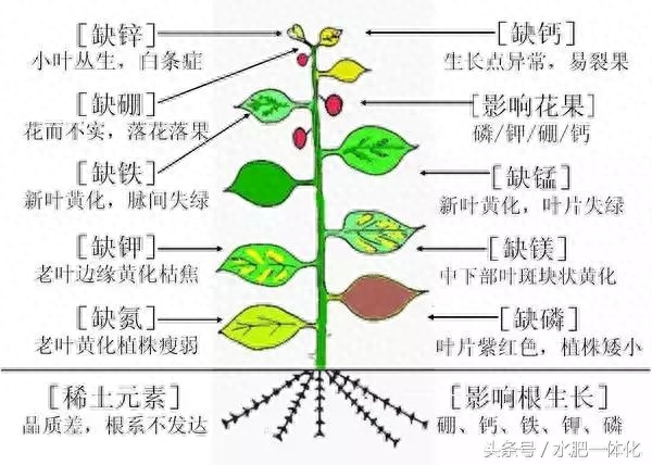 7种植物必需元素口诀（作物生长必需营养元素）"