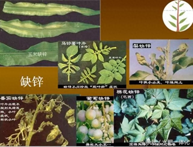 7种植物必需元素口诀（作物生长必需营养元素）"