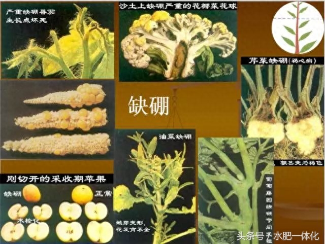 7种植物必需元素口诀（作物生长必需营养元素）"