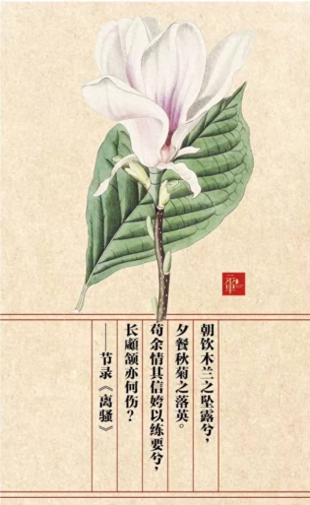 楚辞好听的花草名字（《楚辞》中花草的前世今生）