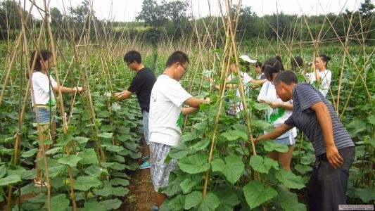 黄瓜开花到采摘要多久（黄瓜种植也有讲究）