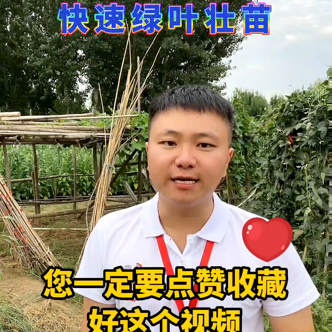 叶绿素的正确使用方法（农业种植小技巧分享）