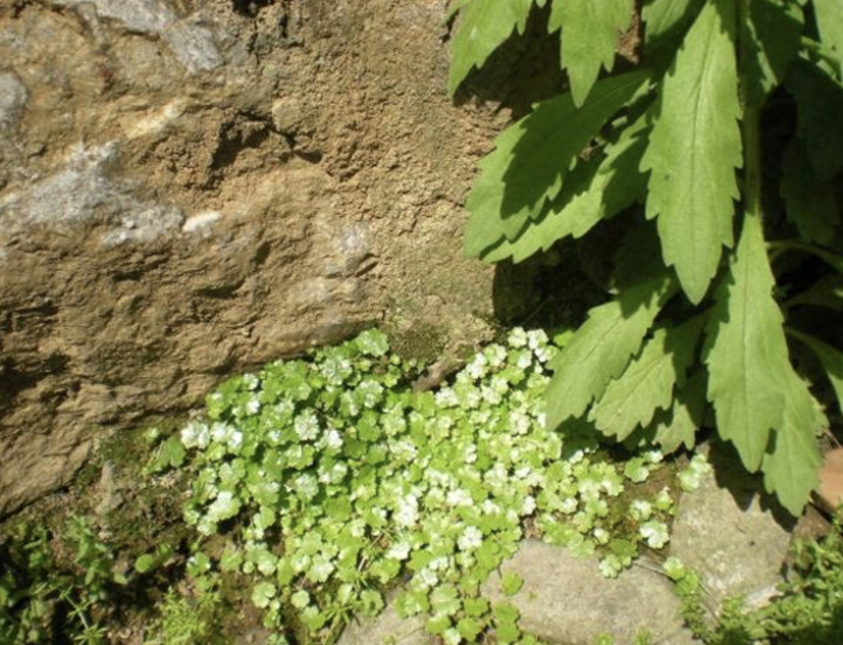 为什么天胡荽不要乱种(农村常见的1种草药)