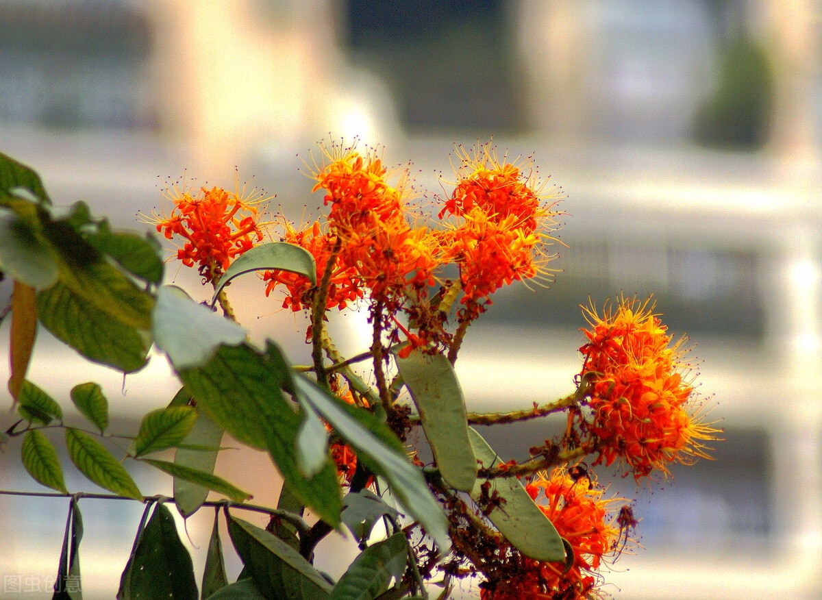 无忧花的花语是什么(无忧花开愿你忘忧)