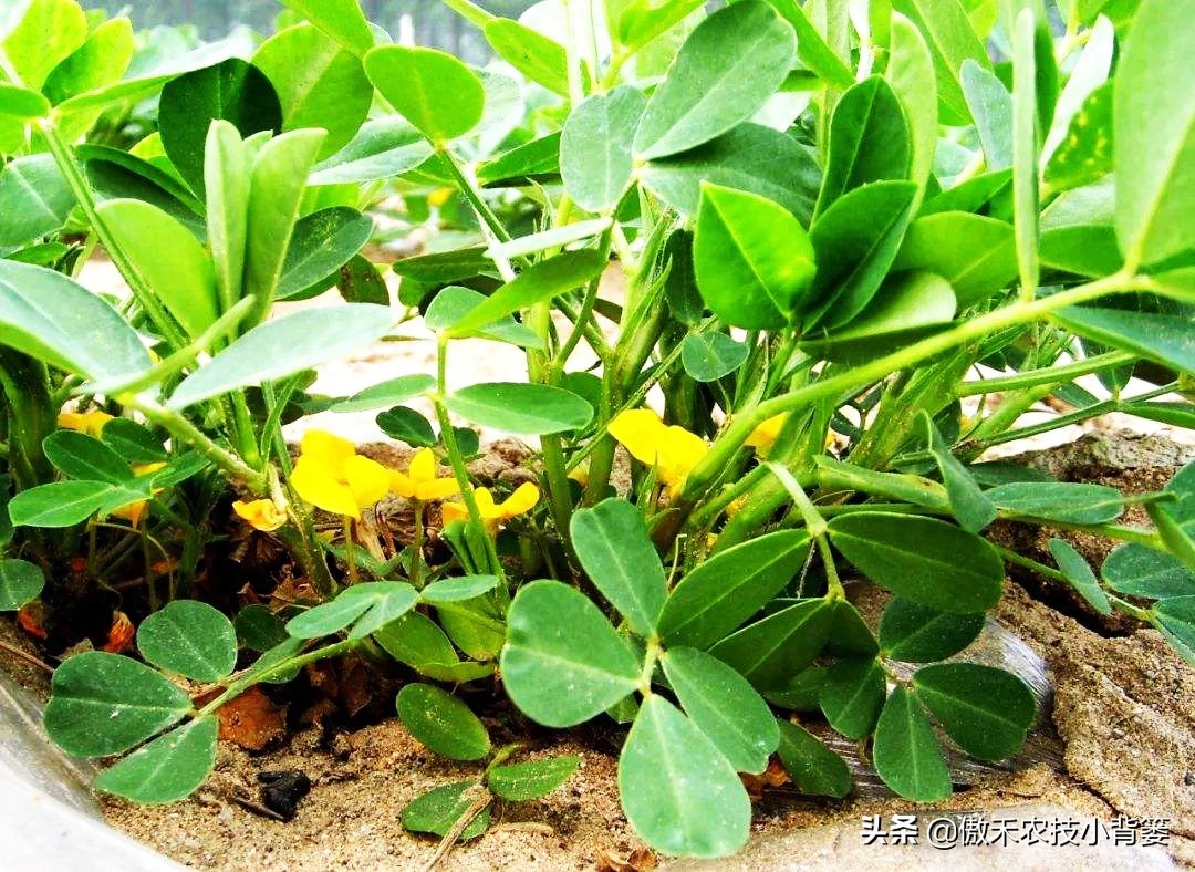 花生盛花期能不能浇水（花生种植巧浇水技巧）