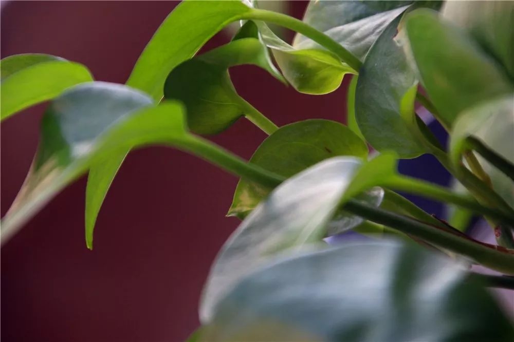 0种不怕太阳晒的盆栽绿植（推荐10种耐阴花卉植物）"