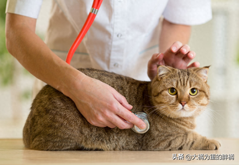 猫咪热到了会有什么症状(猫咪“中暑”3种初期症状)