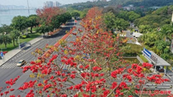 木棉花什么时候开花（木棉花开春意浓）