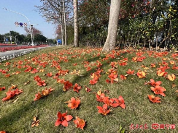 木棉花什么时候开花（木棉花开春意浓）