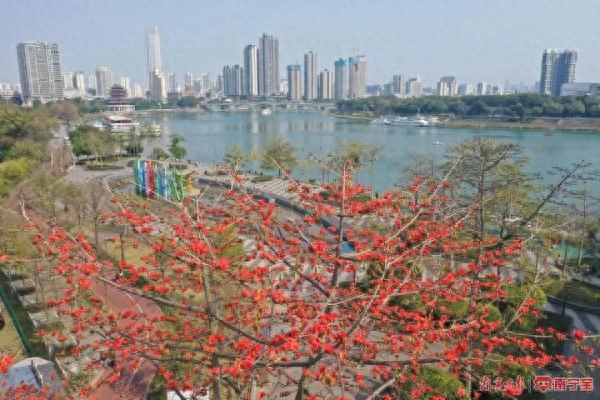 木棉花什么时候开花（木棉花开春意浓）