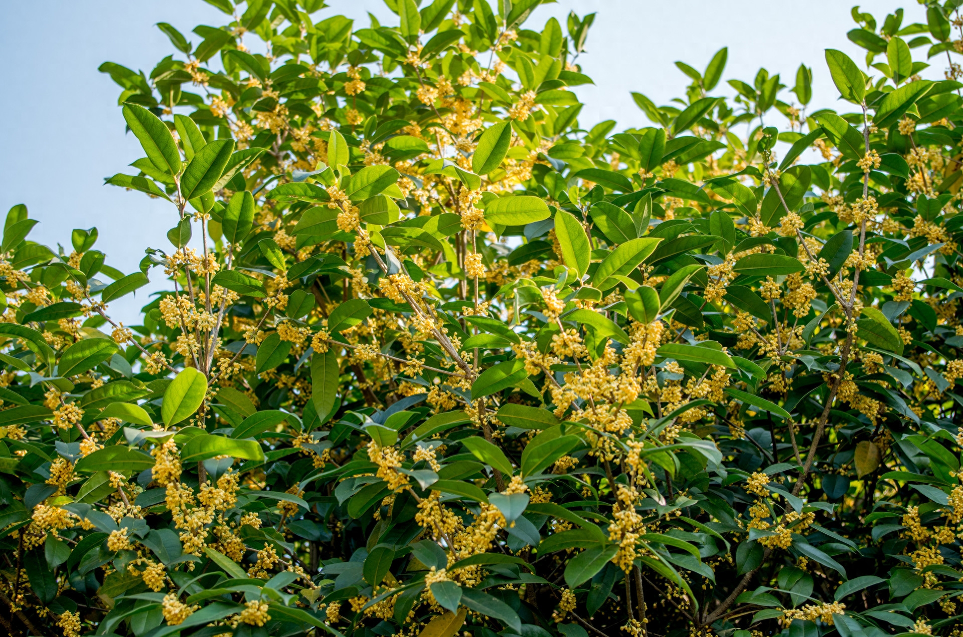 玉兰花树的风水禁忌（私家花园风水忌讳和注意事项）