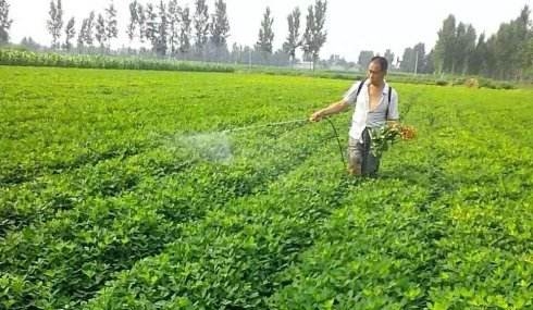 花生是单子叶植物还是双子叶植物 （学会这十个花生高产技术）