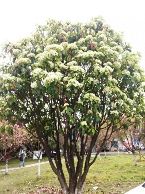 为什么女生不能闻石楠花（专家解答石楠花的气味）