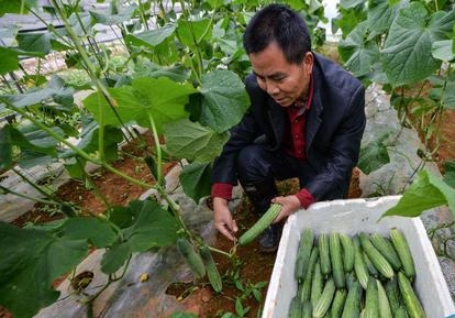 黄瓜开花到采摘要多久（黄瓜种植也有讲究）