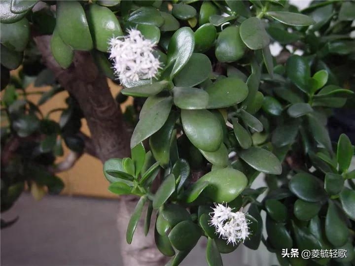 万年青突然开白花预兆风水（万年青开白花预兆浅谈）