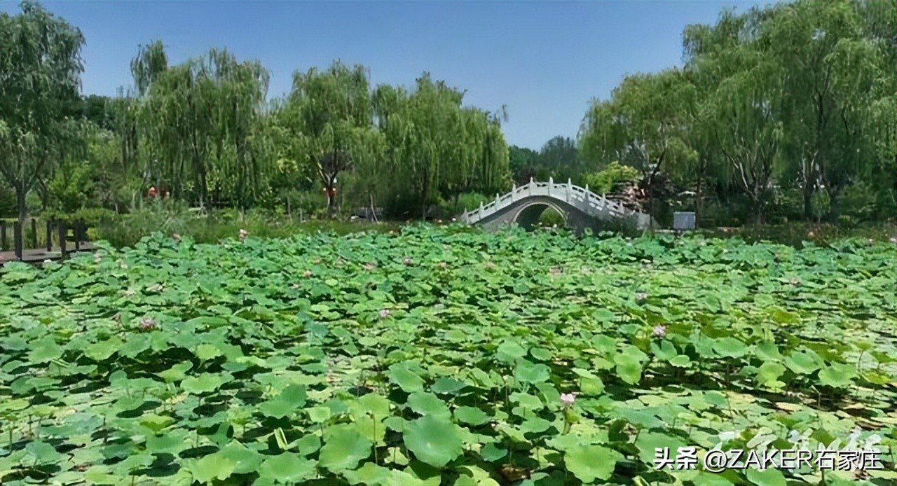 荷花开到几月份结束（荷花盛开美在当“夏”）