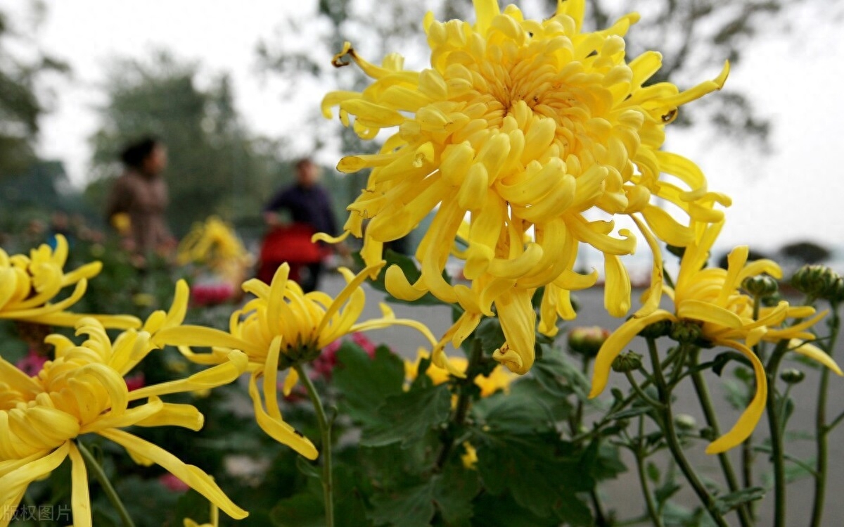 楚辞好听的花草名字（《楚辞》中花草的前世今生）