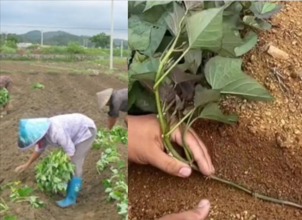 红薯最佳种植时间（给你一套栽培红薯的好方法）