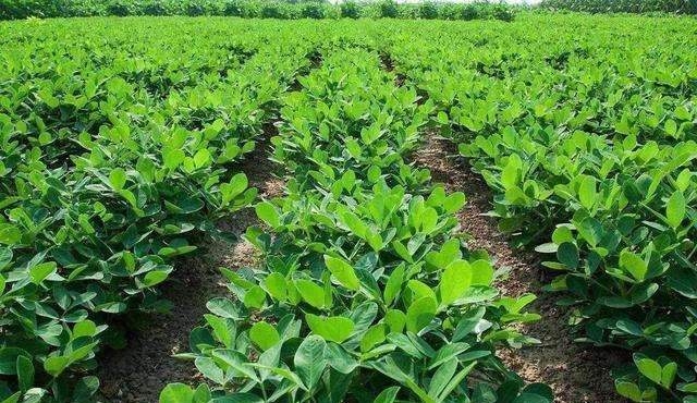 花生是单子叶植物还是双子叶植物 （学会这十个花生高产技术）