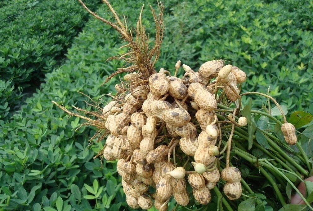 花生是单子叶植物还是双子叶植物 （学会这十个花生高产技术）