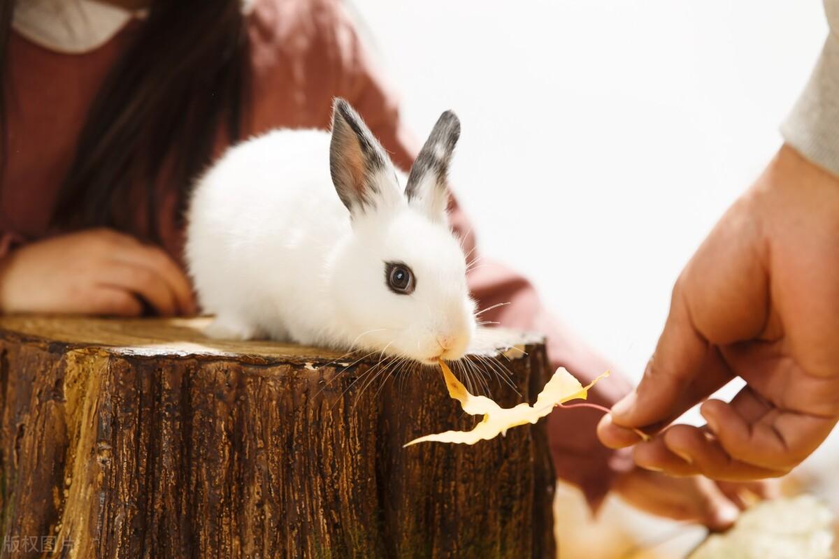 小白兔的外形特点和生活特征(三分钟带你了解兔子)