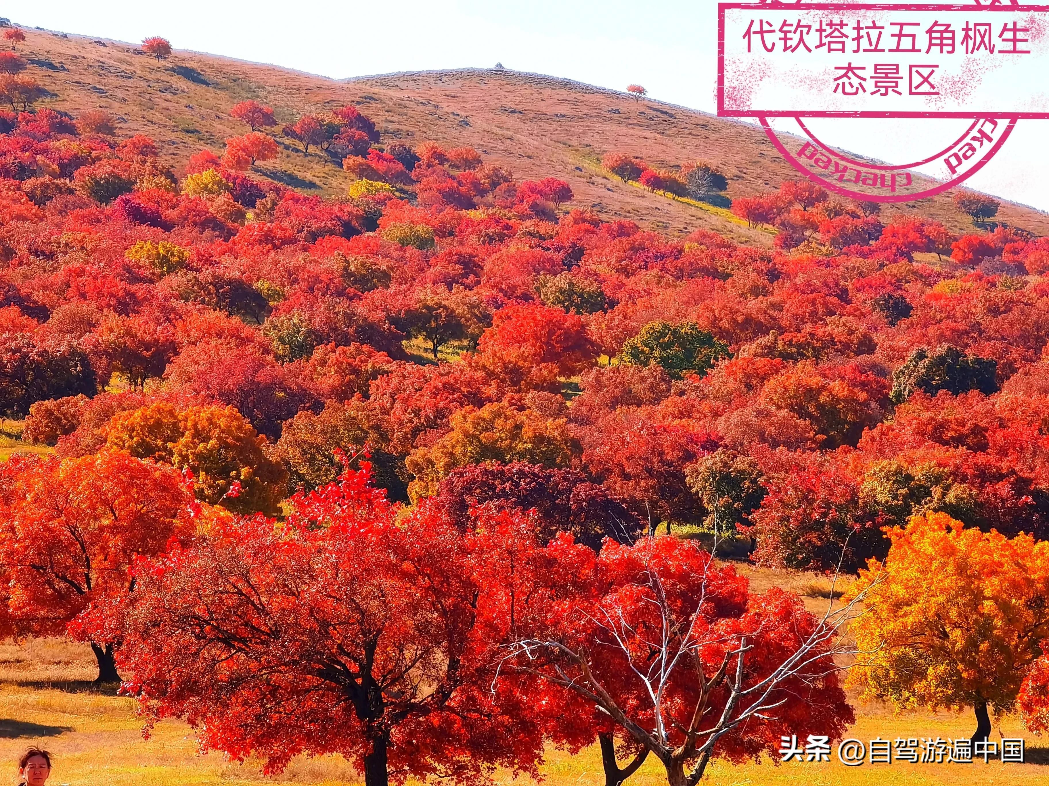 内蒙草原旅游哪里好（内蒙古最美十大风景区）