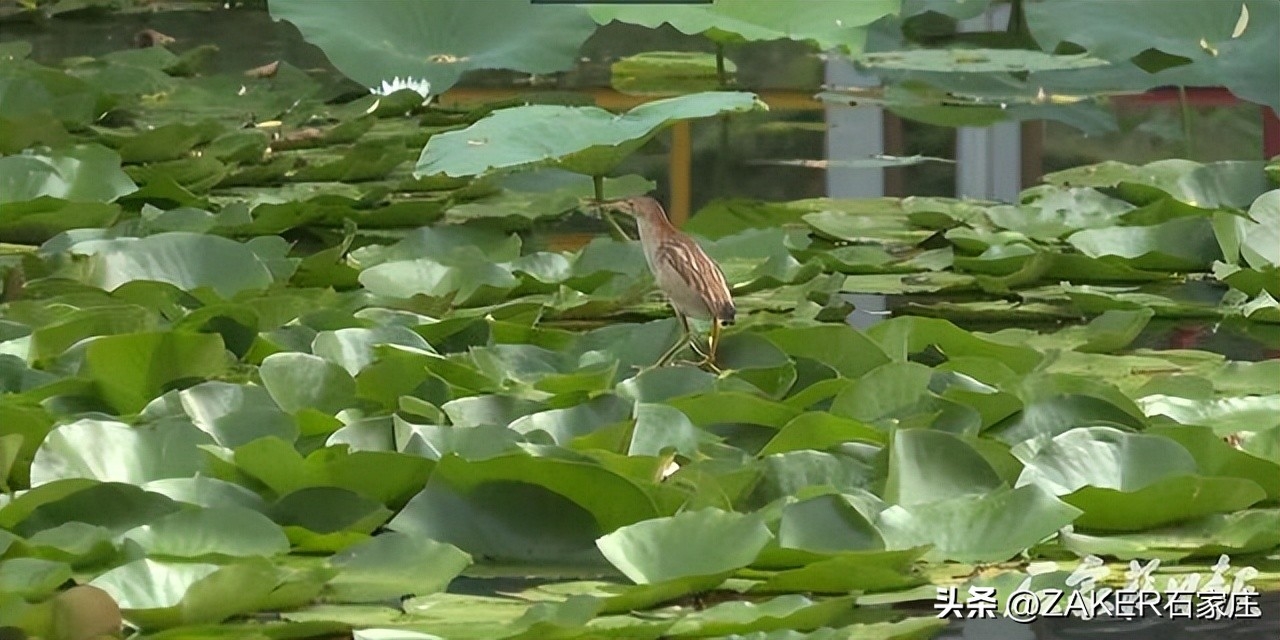 荷花开到几月份结束（荷花盛开美在当“夏”）