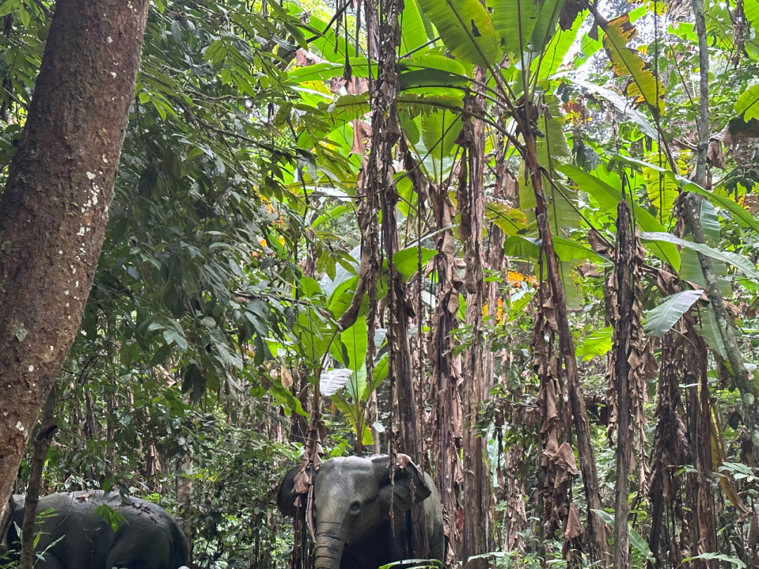 西双版纳哪里好玩攻略（西双版纳旅游景点汇总）