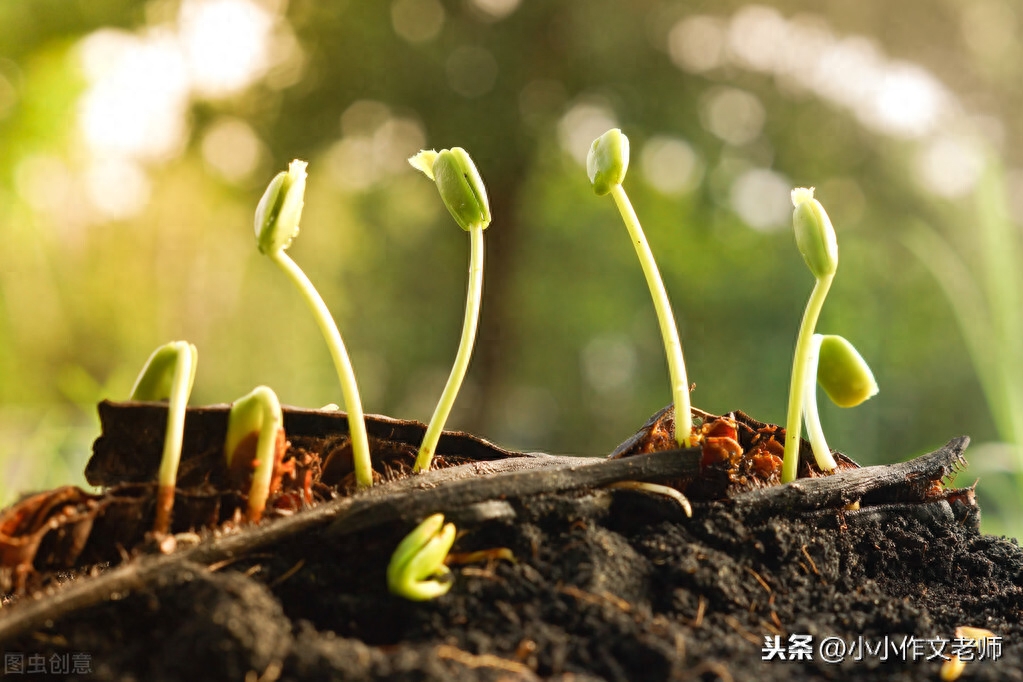 二年级植物有办法仿写（详细讲解仿写思路）