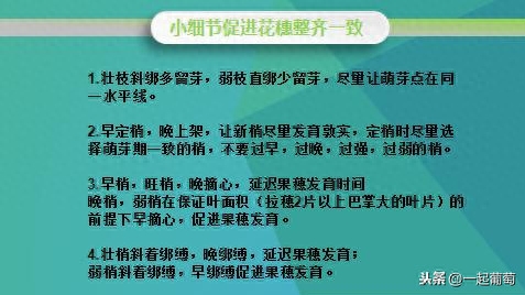 奇宝赤霉素的使用方法（正确使用赤霉酸拉穗）