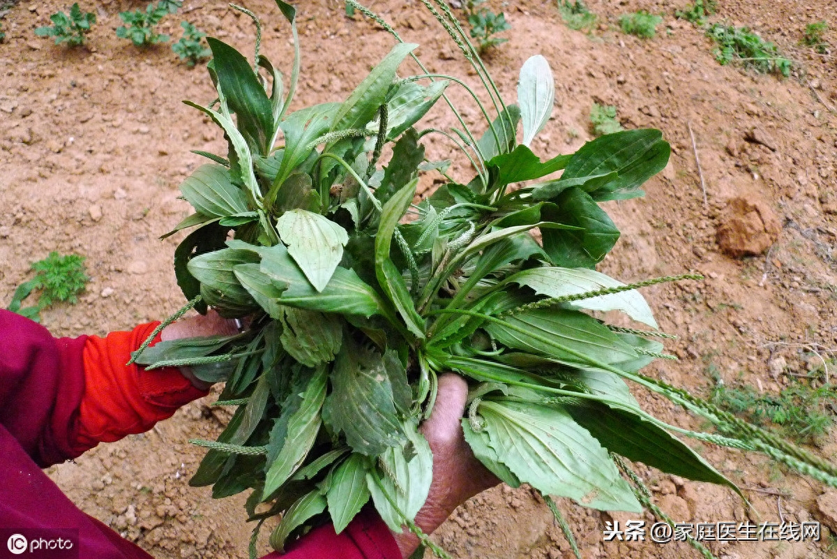 车前草的作用和功能主治(中医推荐6款好中药)