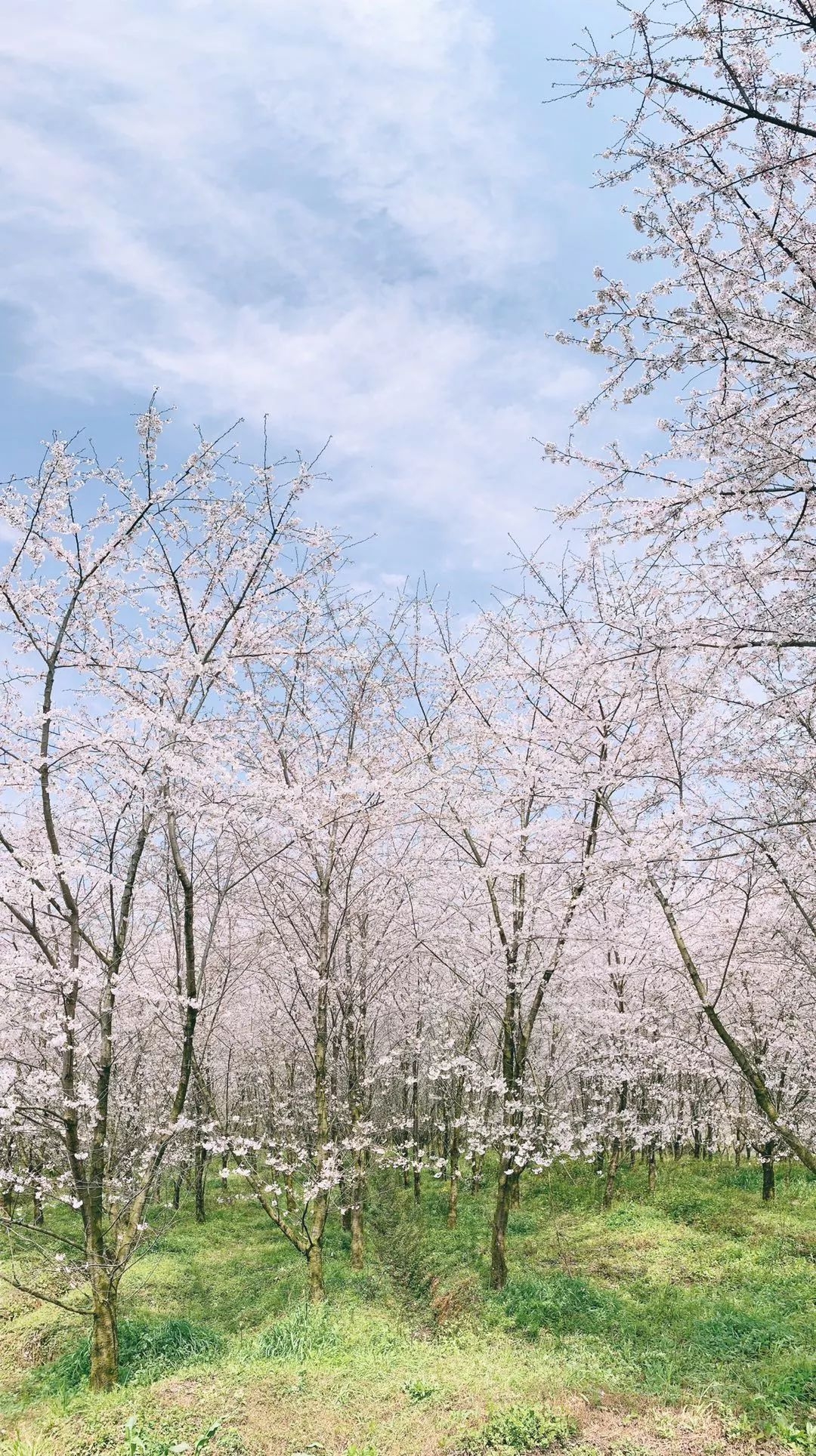 苹果相机半圆阴影是啥（iPhone手机相机操作完全指南）