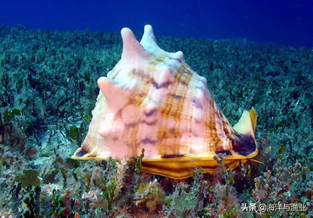 海洋动物种类大全（海洋保护动物名录）