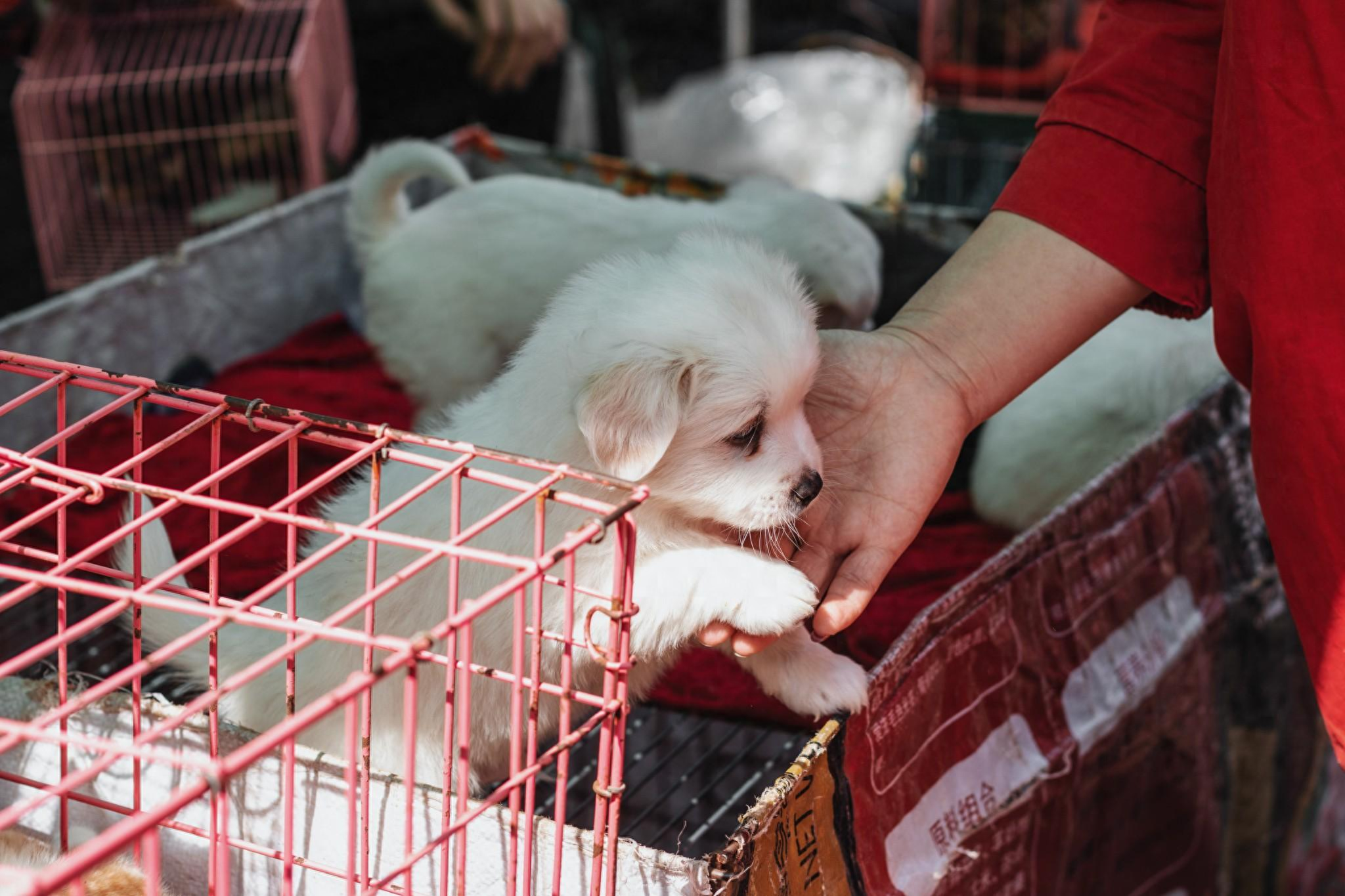 西安摆地摊最多的地方（西安的“个性”地摊集市）