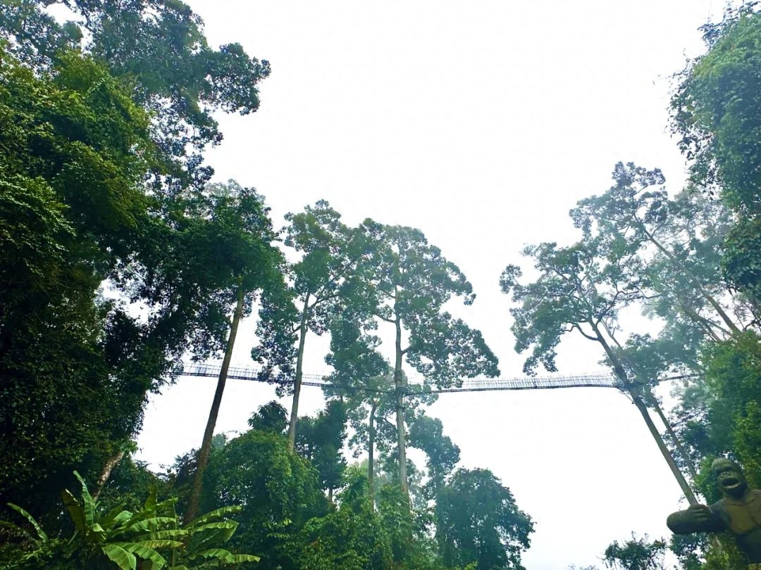 西双版纳哪里好玩攻略（西双版纳旅游景点汇总）