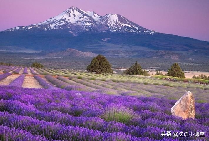 普罗旺斯在法国哪个城市(法国东南部薰衣草之乡)