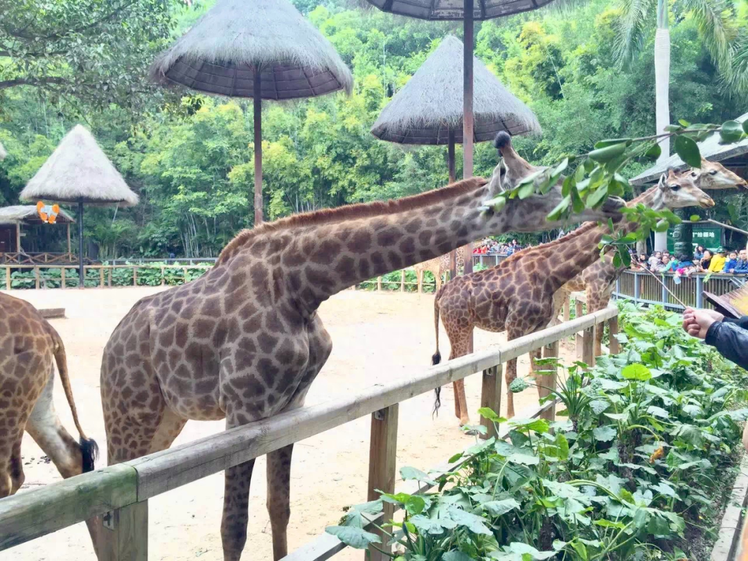 西双版纳哪里好玩攻略（西双版纳旅游景点汇总）