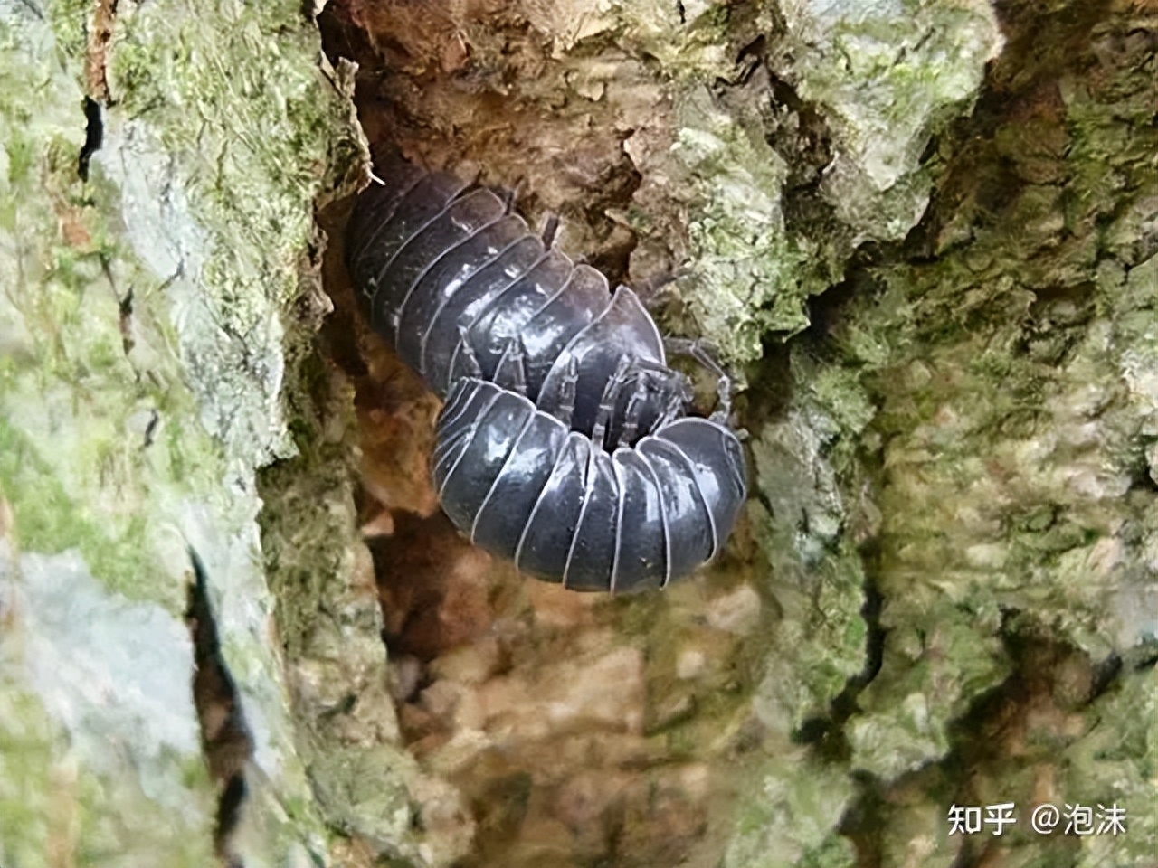 西瓜虫吃什么东西才能养活它(西瓜虫饲养简述)