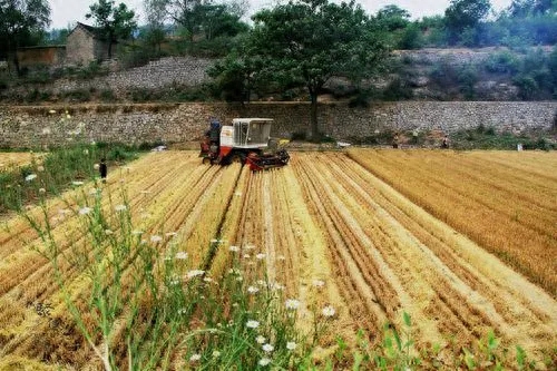 野生酸枣2023收购价（全国酸枣价格一览）