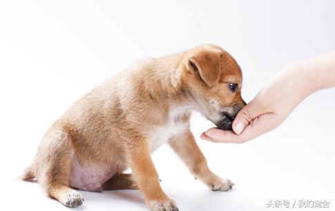 狂犬疫苗副作用真实经历（狂犬疫苗的副作用解读）