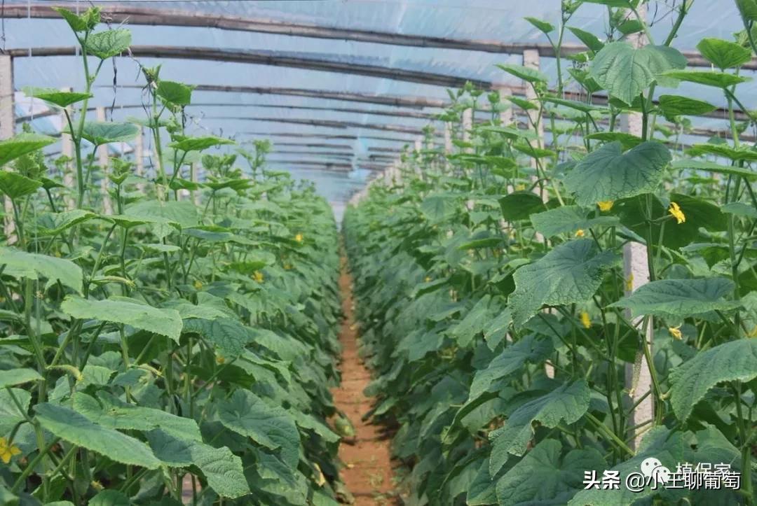 吡唑醚菌酯不能跟什么混用（吡唑醚菌酯五大禁忌和十大最佳杀菌配方）